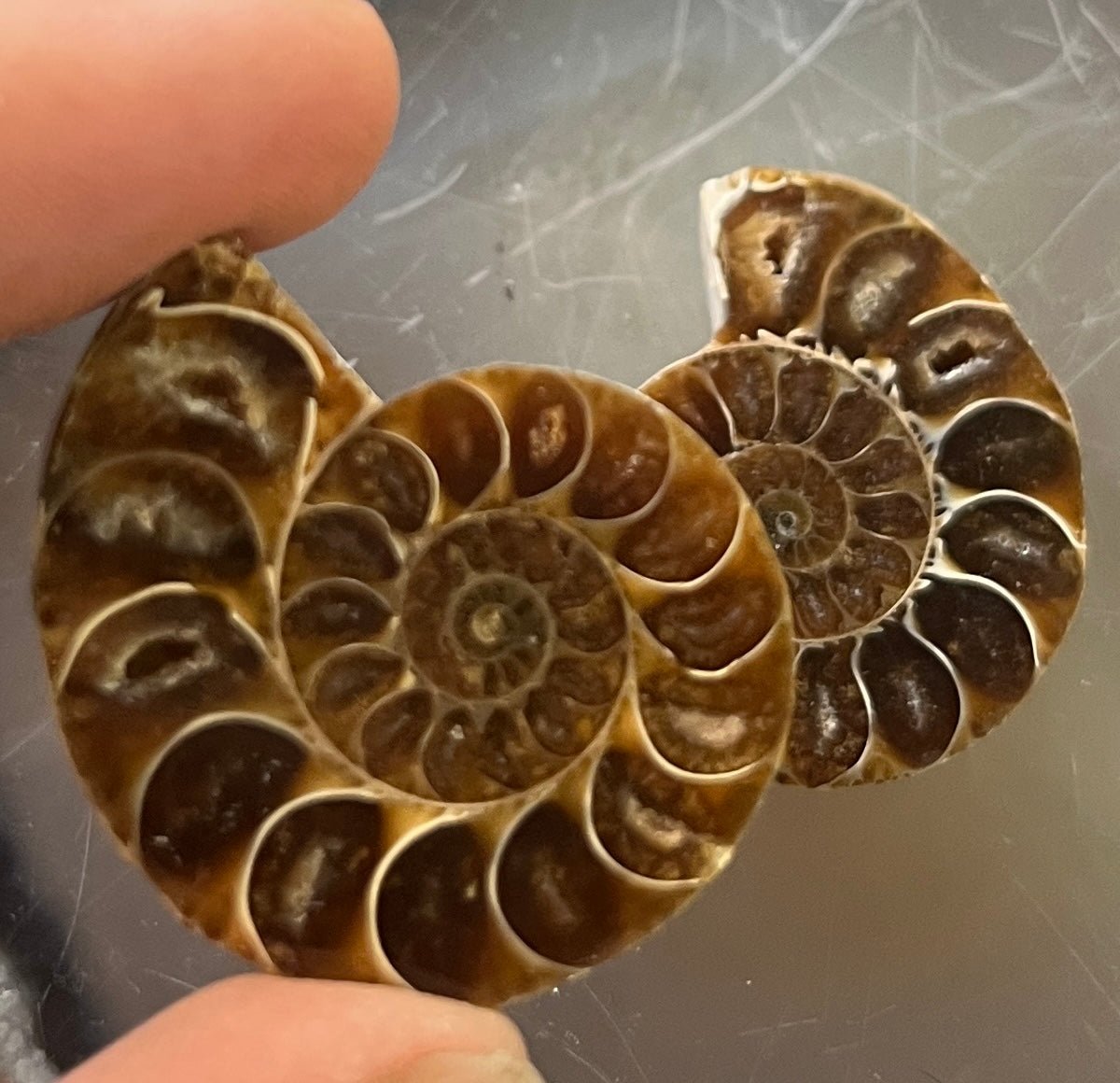 Matched Ammonite Fossil Pair | Cut & Polished Cleoniceras | Symmetry Set