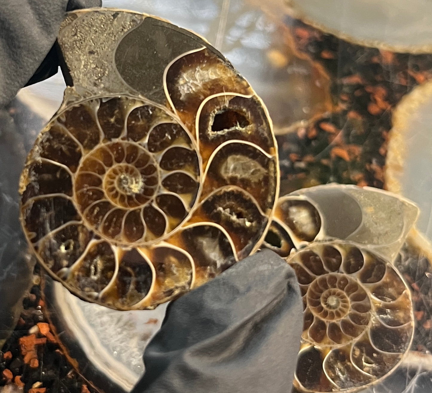 Matched Ammonite Fossil Pair | Cut & Polished Cleoniceras | Symmetry Set