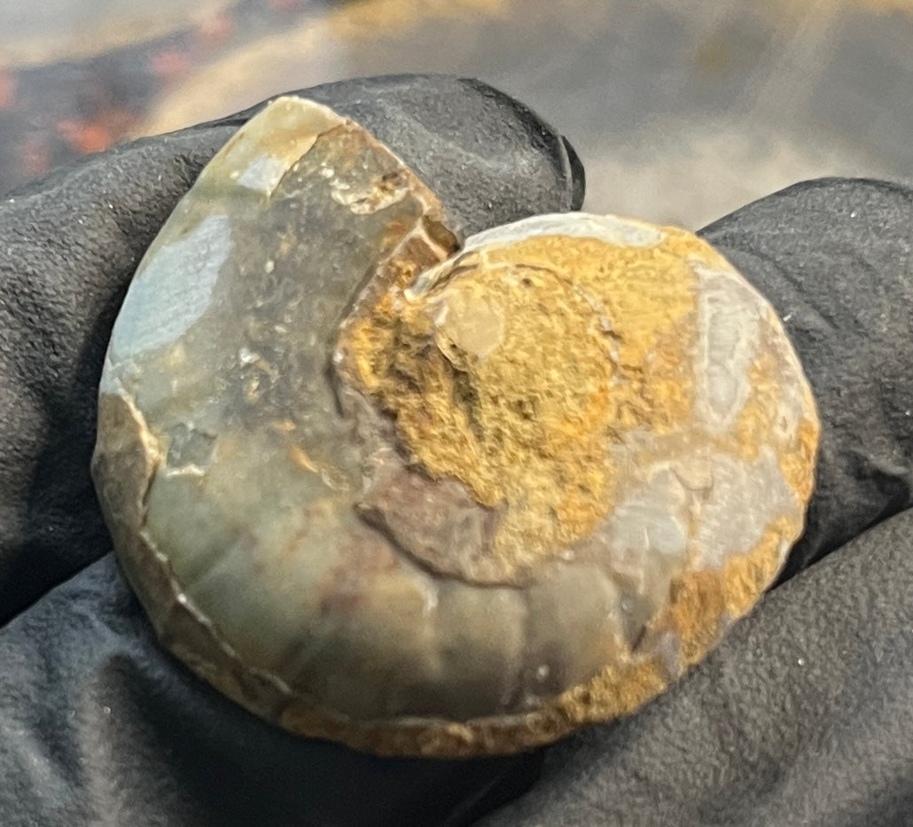 Matched Ammonite Fossil Pair | Cut & Polished Cleoniceras | Symmetry Set