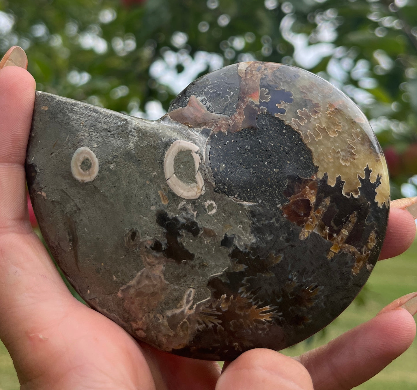 Agatized Ammonite Fossil