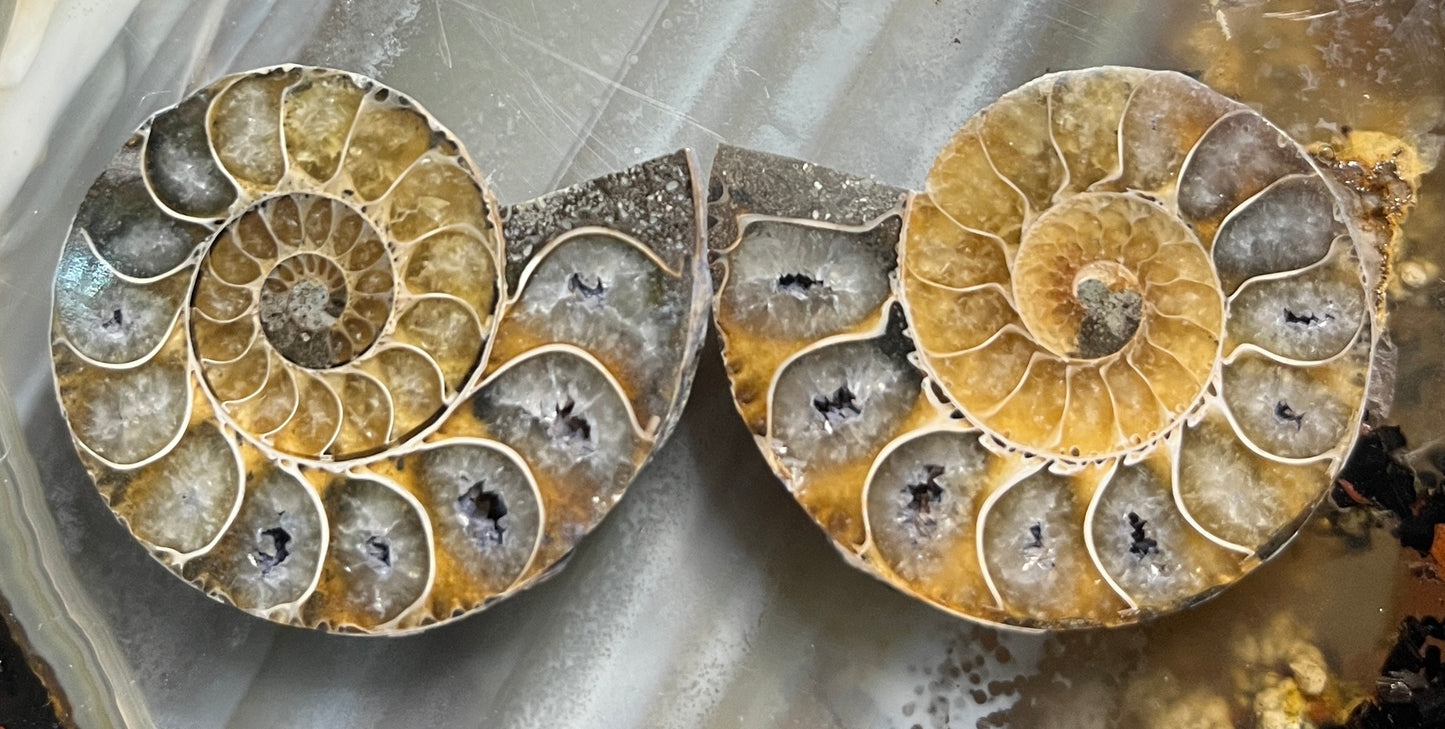 Matched Ammonite Fossil Pair | Cut & Polished Cleoniceras | Symmetry Set