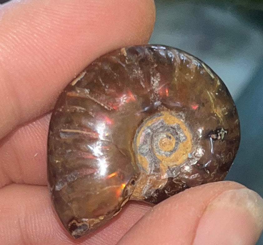 Natural Iridescent Fire Ammonite Fossil - Polished Cleoniceras Shell from