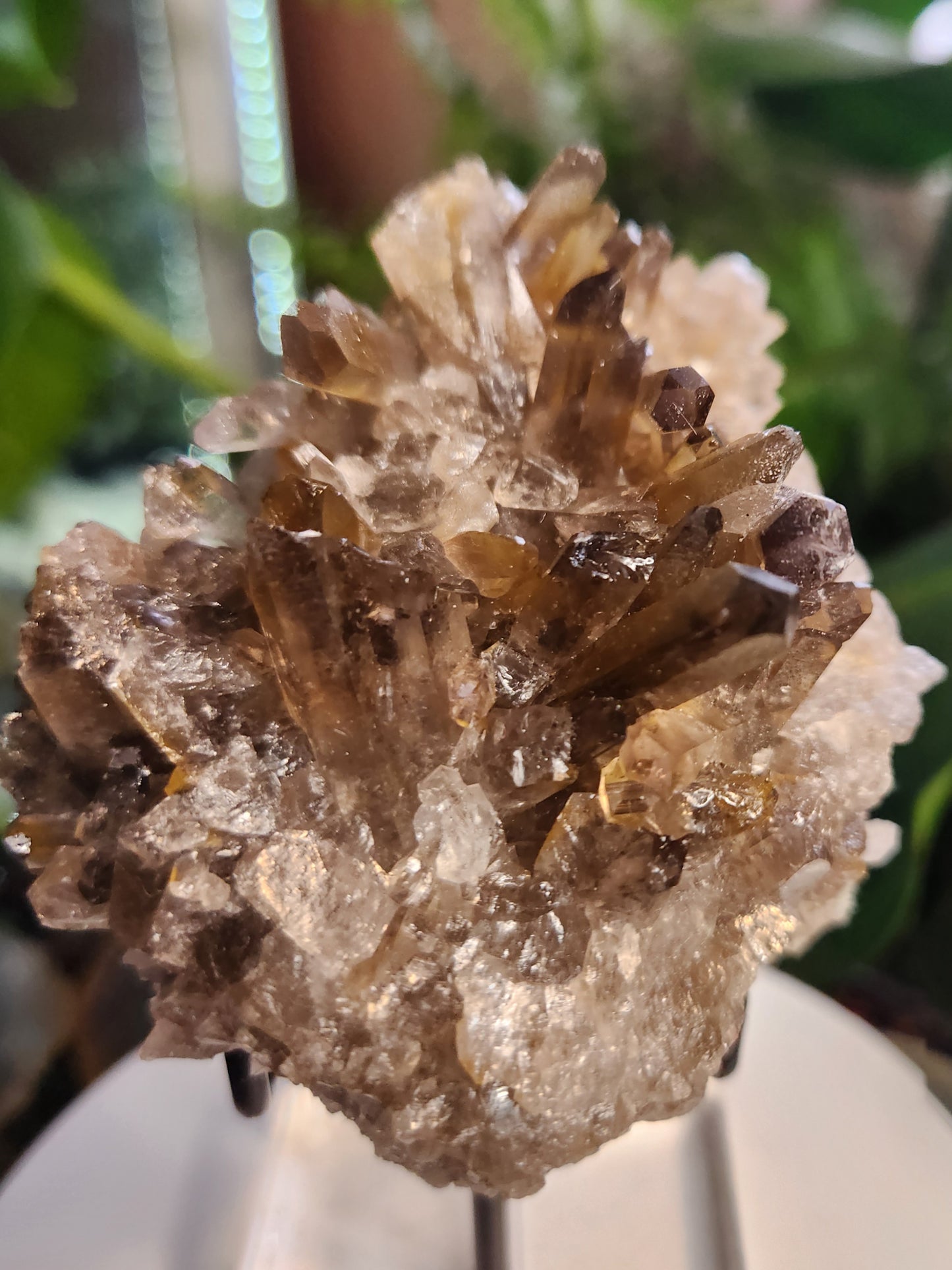 Natural Smoky / Smokey Quartz Crystal Cluster – Dark Smoky Quartz on Matrix - Brazil