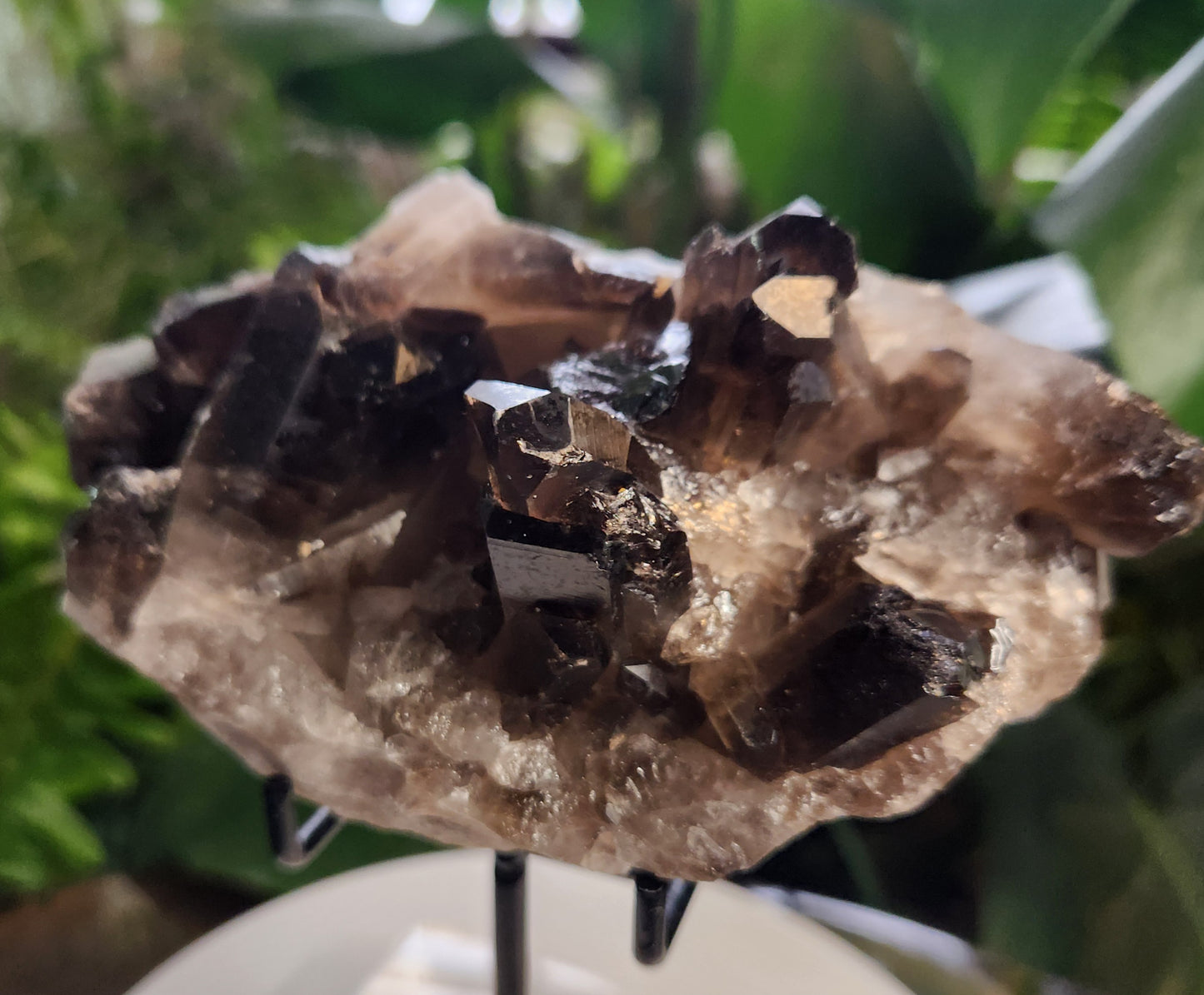 Natural Smoky / Smokey Quartz Crystal Cluster – Dark Smoky Quartz on Matrix - Brazil