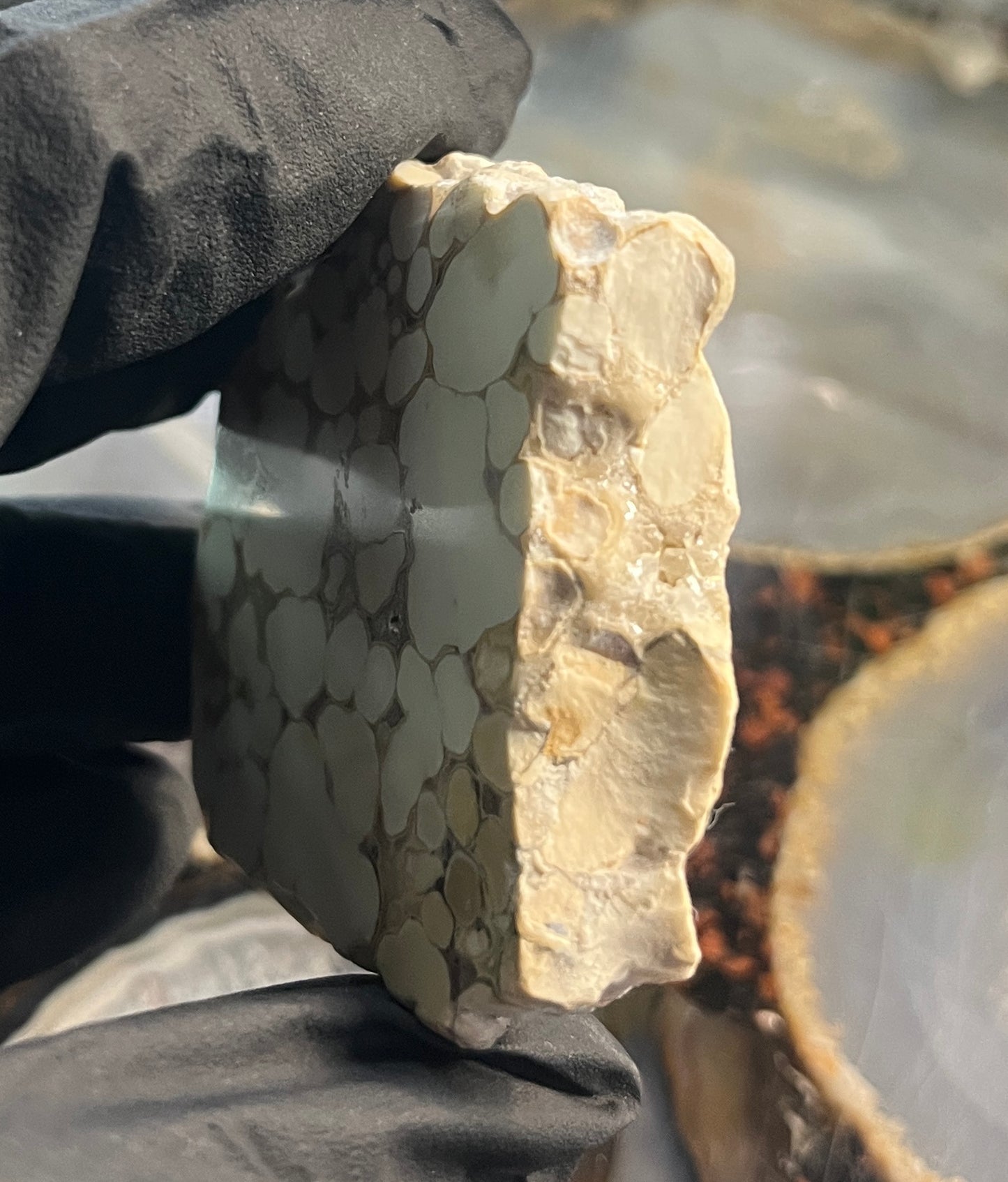 Rare Cobra Jasper Slab | Polishing Rough | Orbicular Stone | Lapidary Raw