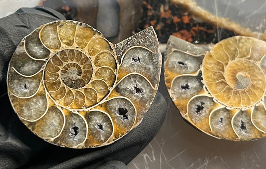 Matched Ammonite Fossil Pair | Cut & Polished Cleoniceras | Symmetry Set