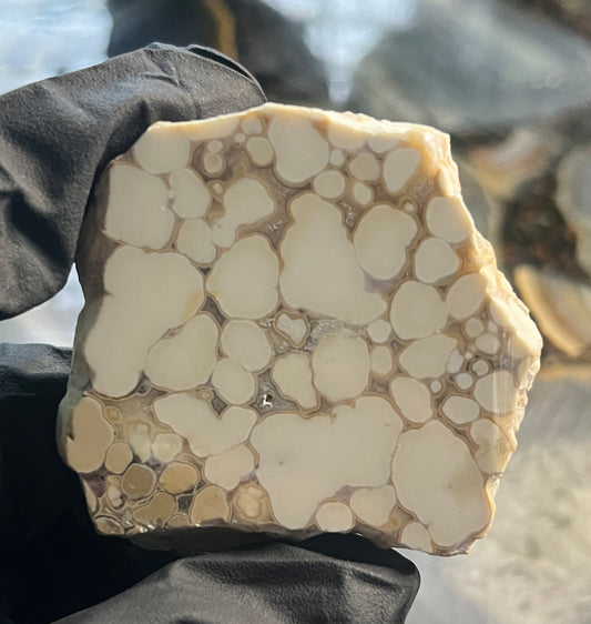 Rare Cobra Jasper Slab | Polishing Rough | Orbicular Stone | Lapidary Raw