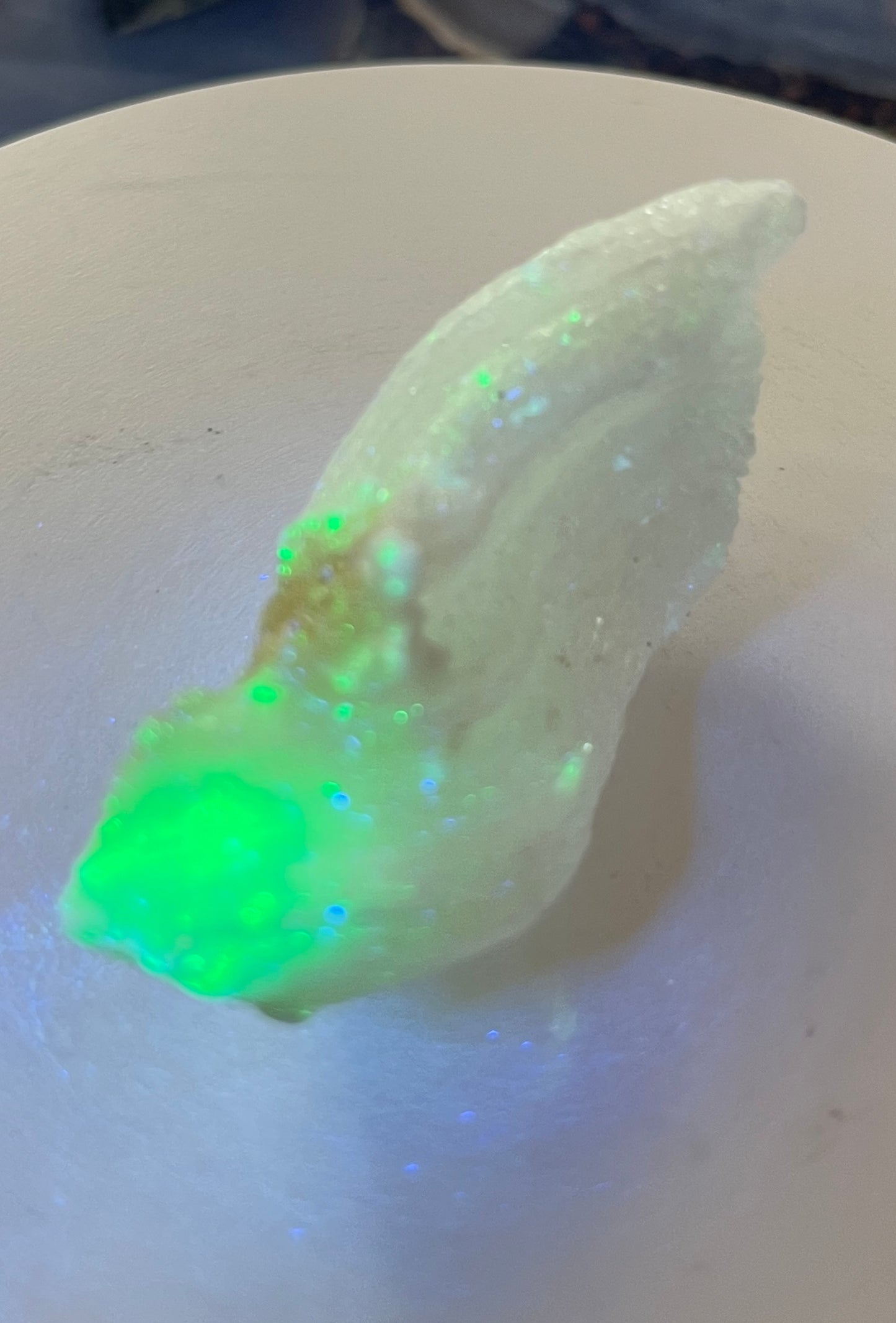 Ram's Horn Selenite Crystal | UV Reactive Mineral | Selenite Specimen for Energy Cleansing & Charging | Ulta Violet Crystal