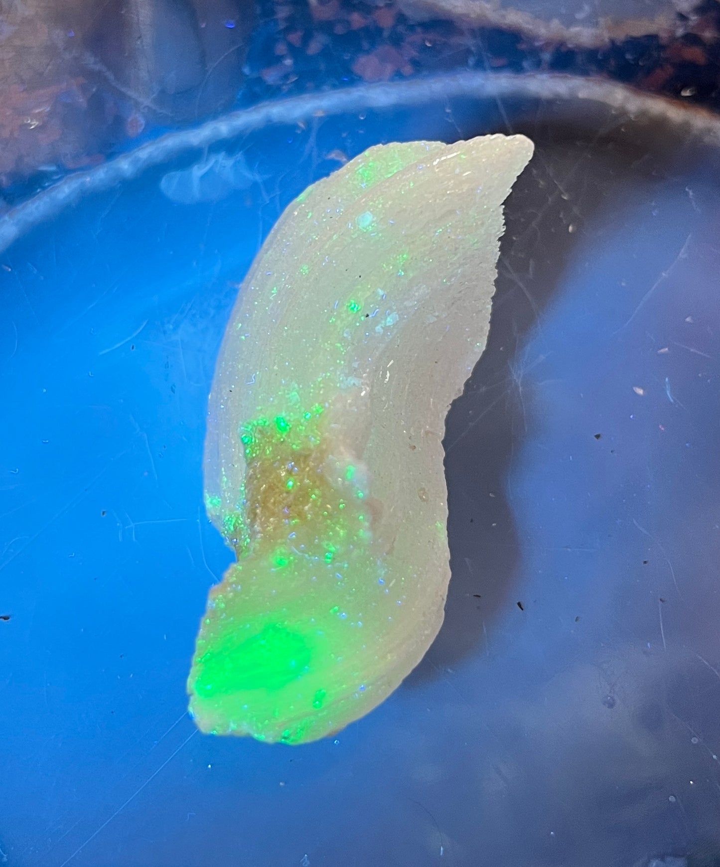 Ram's Horn Selenite Crystal | UV Reactive Mineral | Selenite Specimen for Energy Cleansing & Charging | Ulta Violet Crystal