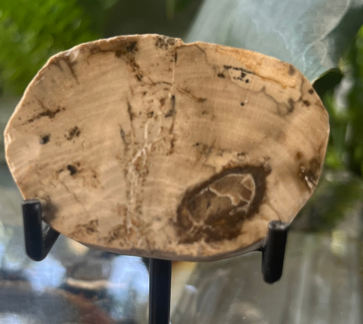 Polished Petrified Wood Slice, Fossilized Wood Slab, Natural Crystal Decor