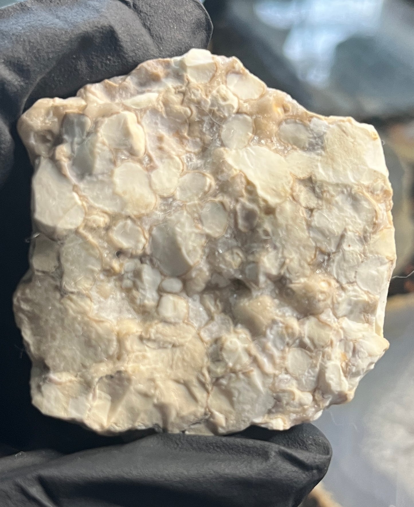 Rare Cobra Jasper Slab | Polishing Rough | Orbicular Stone | Lapidary Raw