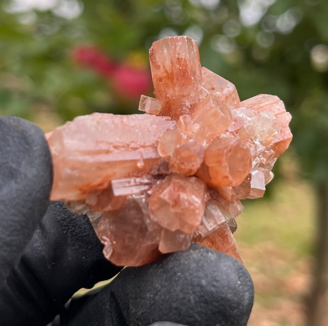 Red Aragonite Star Cluster | Natural Mineral Specimen | Deeply Grounding Crystal