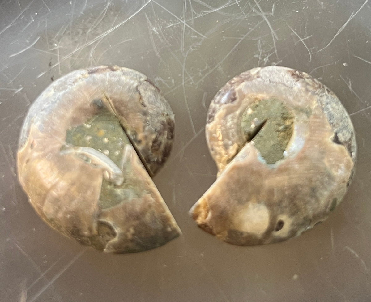 Matched Ammonite Fossil Pair | Cut & Polished Cleoniceras | Symmetry Set