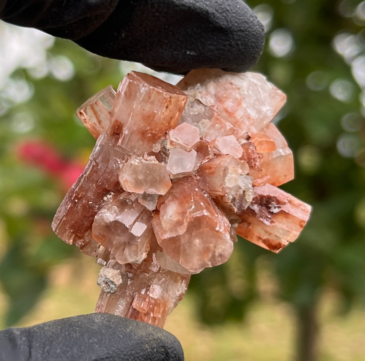 Red Aragonite Star Cluster | Natural Mineral Specimen | Deeply Grounding Crystal