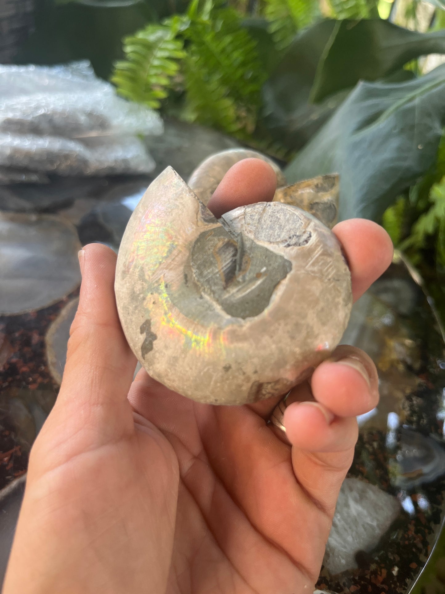 Matched Ammonite Fossil Pair | Cut & Polished Cleoniceras | Symmetry Set
