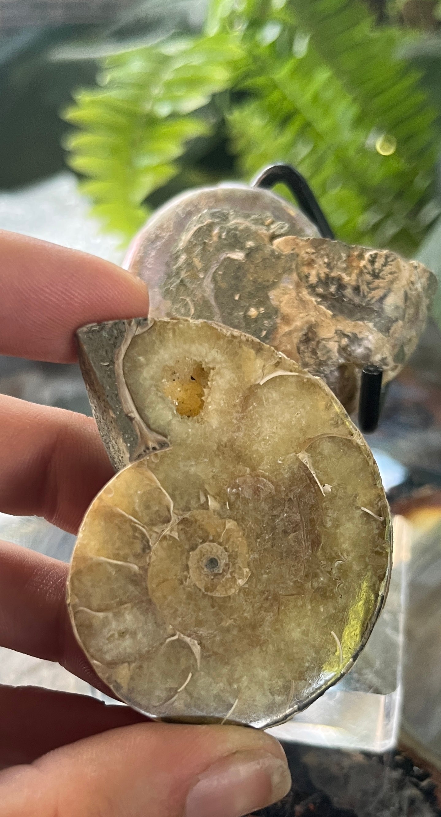 Matched Ammonite Fossil Pair | Cut & Polished Cleoniceras | Symmetry Set