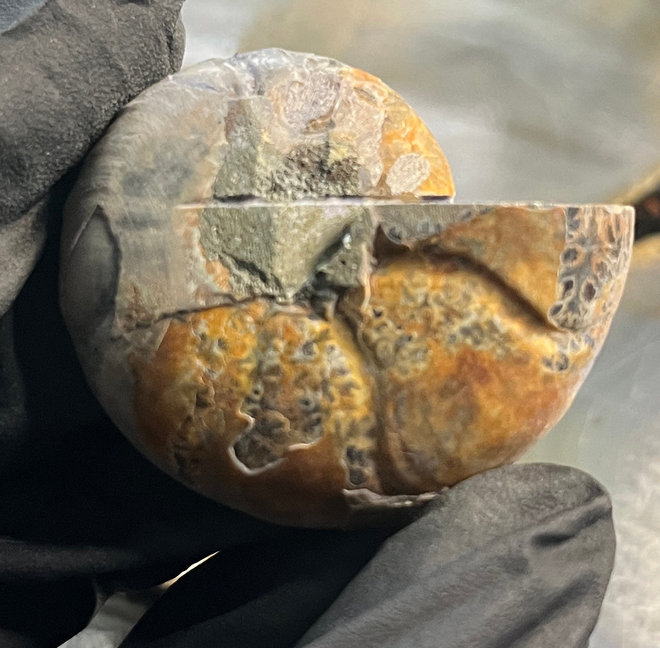 Matched Ammonite Fossil Pair | Cut & Polished Cleoniceras | Symmetry Set