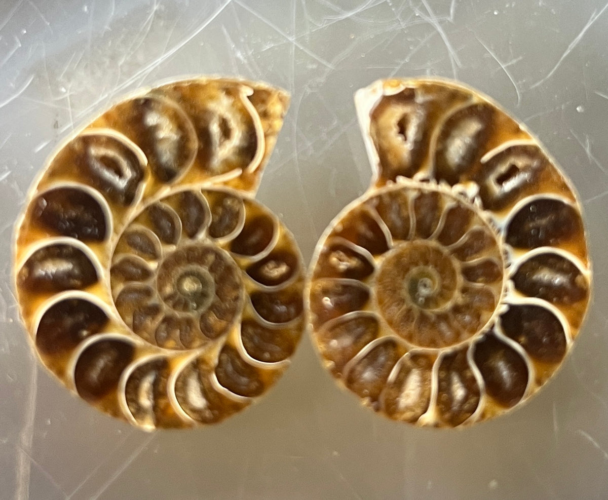 Matched Ammonite Fossil Pair | Cut & Polished Cleoniceras | Symmetry Set