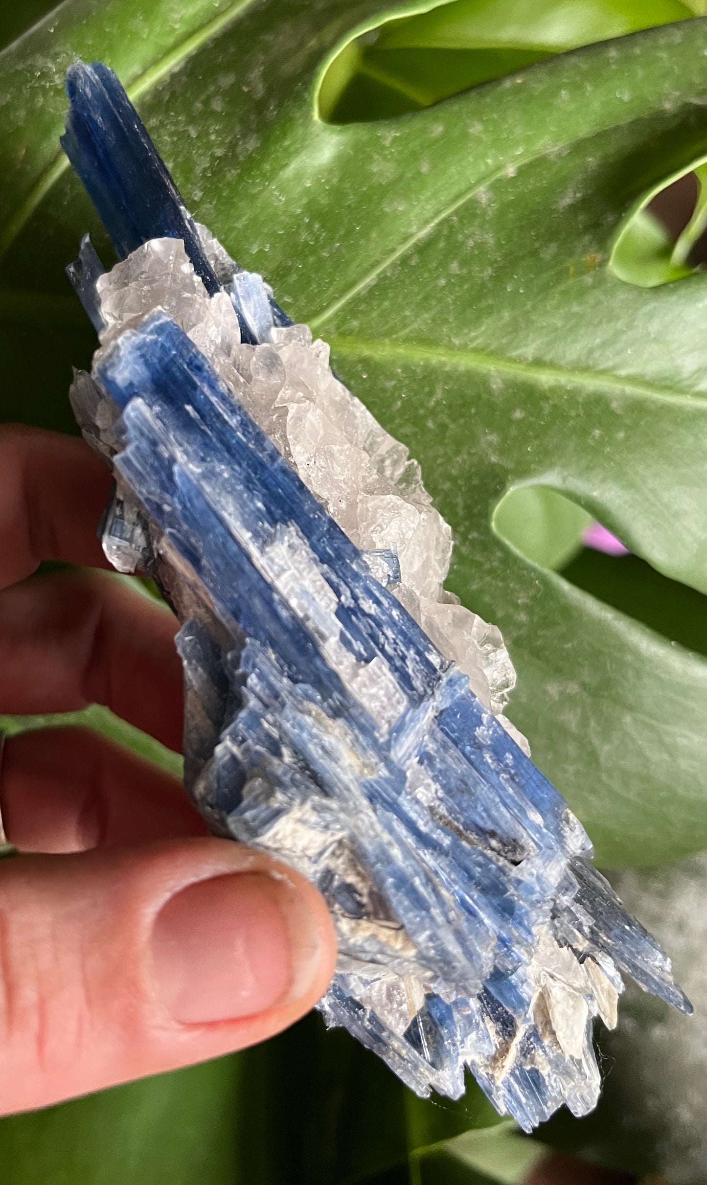 High-Grade Blue Kyanite with Quartz Cluster | Raw Crystal Specimen for Alignment & Communication