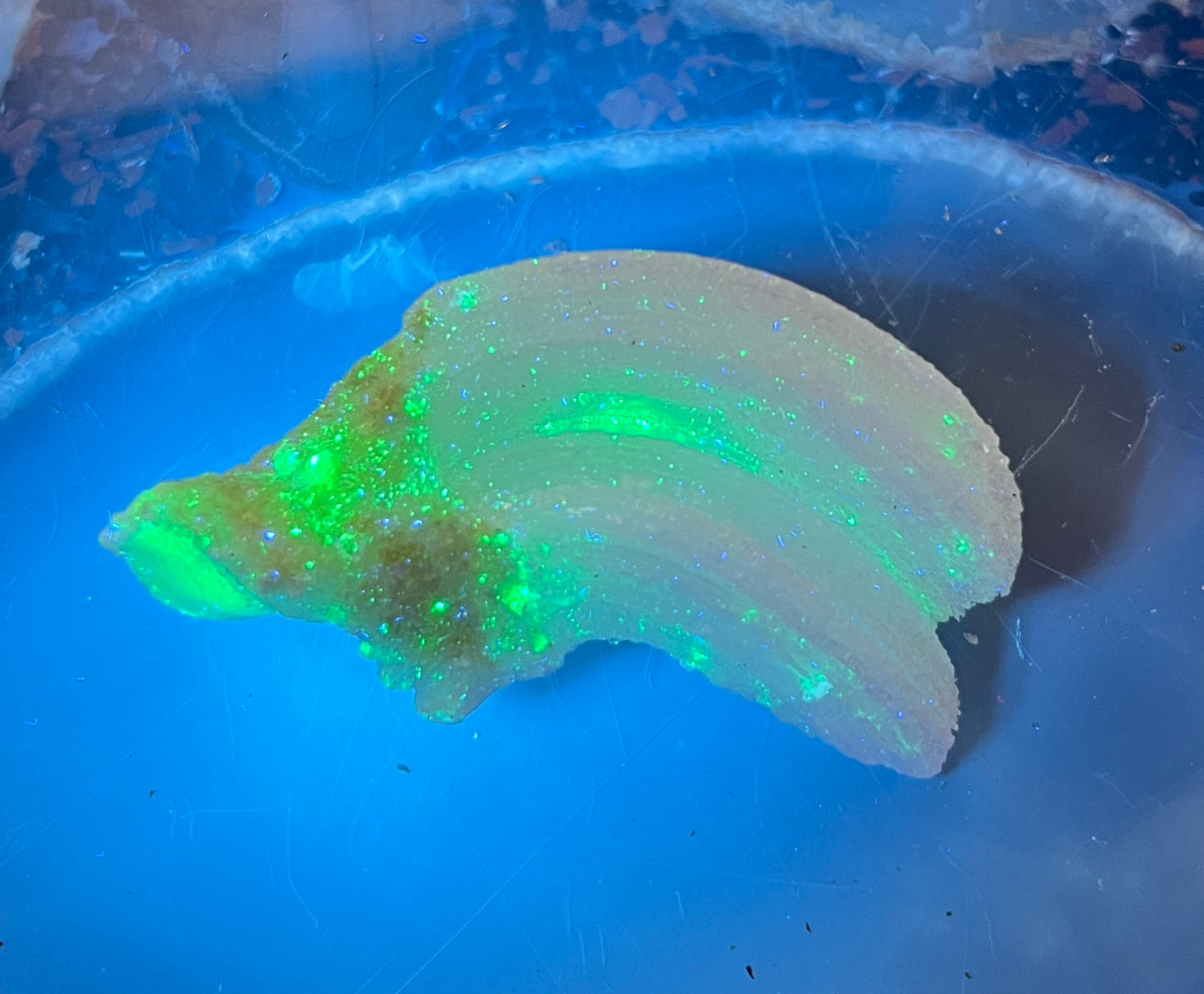 Ram's Horn Selenite Crystal | UV Reactive Mineral | Selenite Specimen for Energy Cleansing & Charging | Ulta Violet Crystal