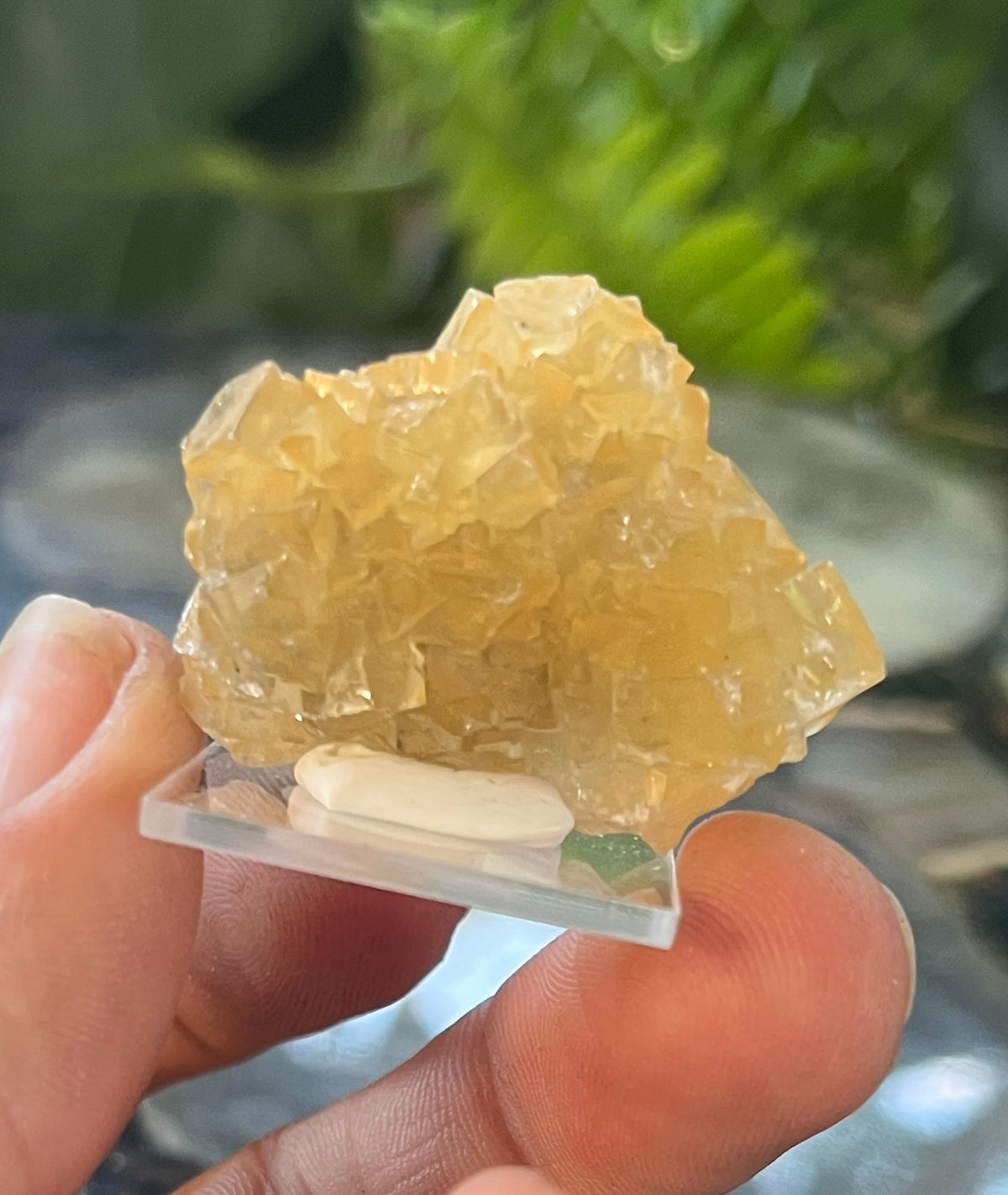 Raw Yellow Fluorite Crystal| Golden Fluorite Specimen