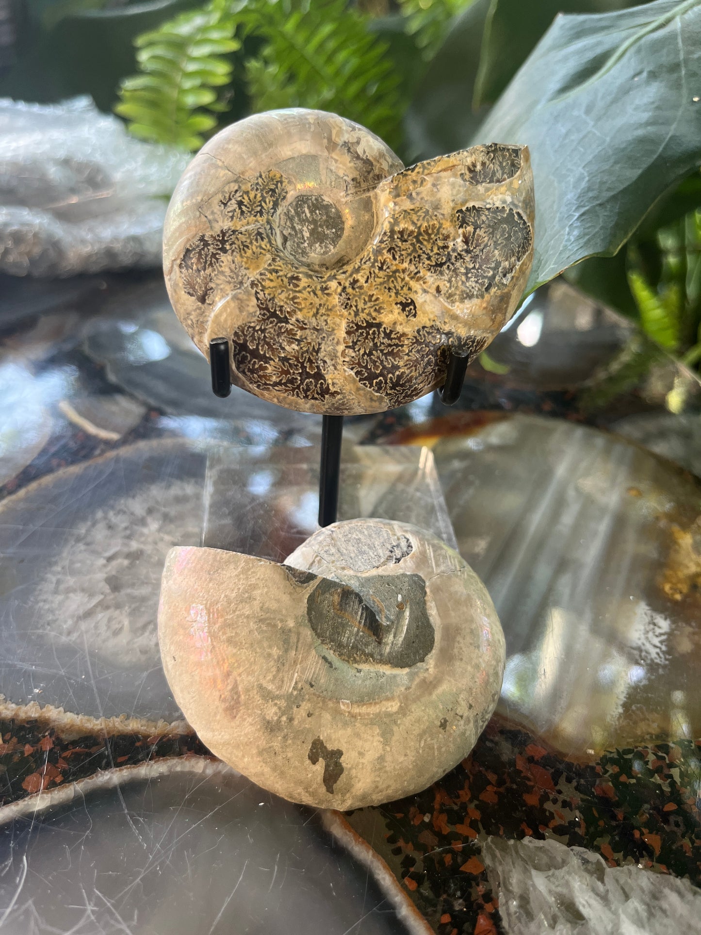 Matched Ammonite Fossil Pair | Cut & Polished Cleoniceras | Symmetry Set