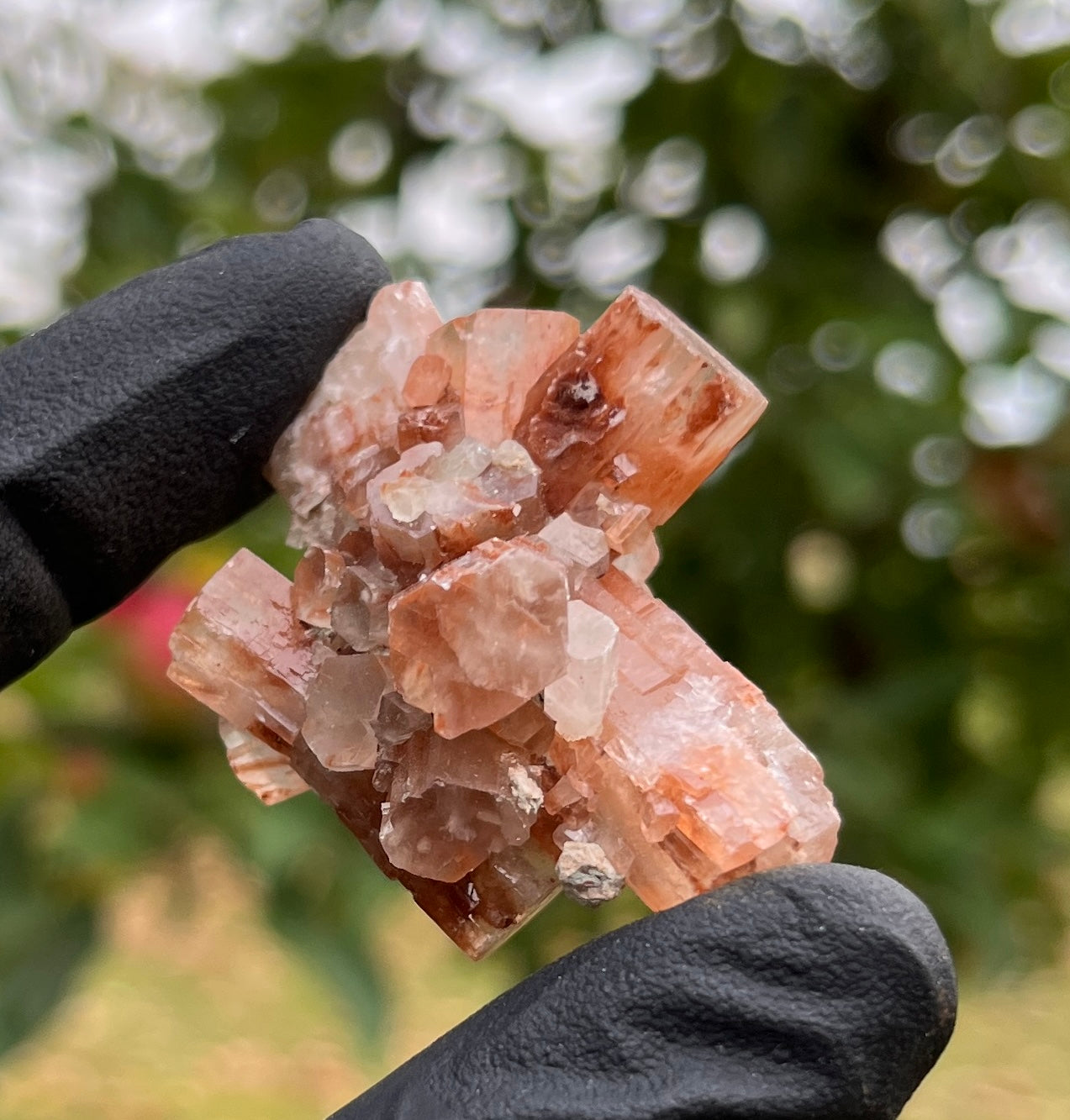 Red Aragonite Star Cluster | Natural Mineral Specimen | Deeply Grounding Crystal