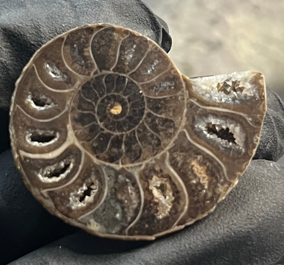 Matched Ammonite Fossil Pair | Cut & Polished Cleoniceras | Symmetry Set