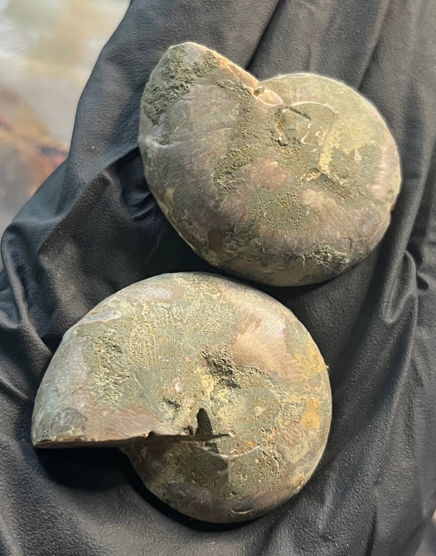 Matched Ammonite Fossil Pair | Cut & Polished Cleoniceras | Symmetry Set