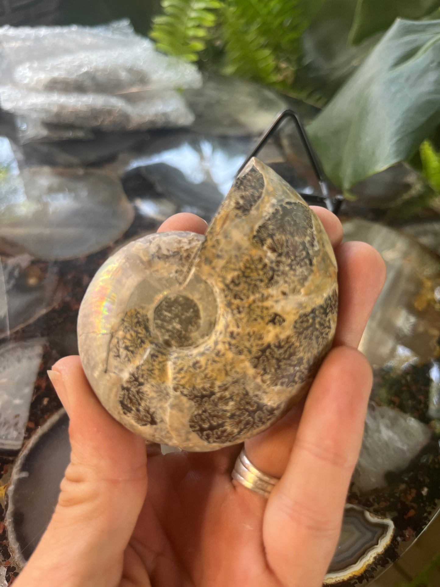 Matched Ammonite Fossil Pair | Cut & Polished Cleoniceras | Symmetry Set