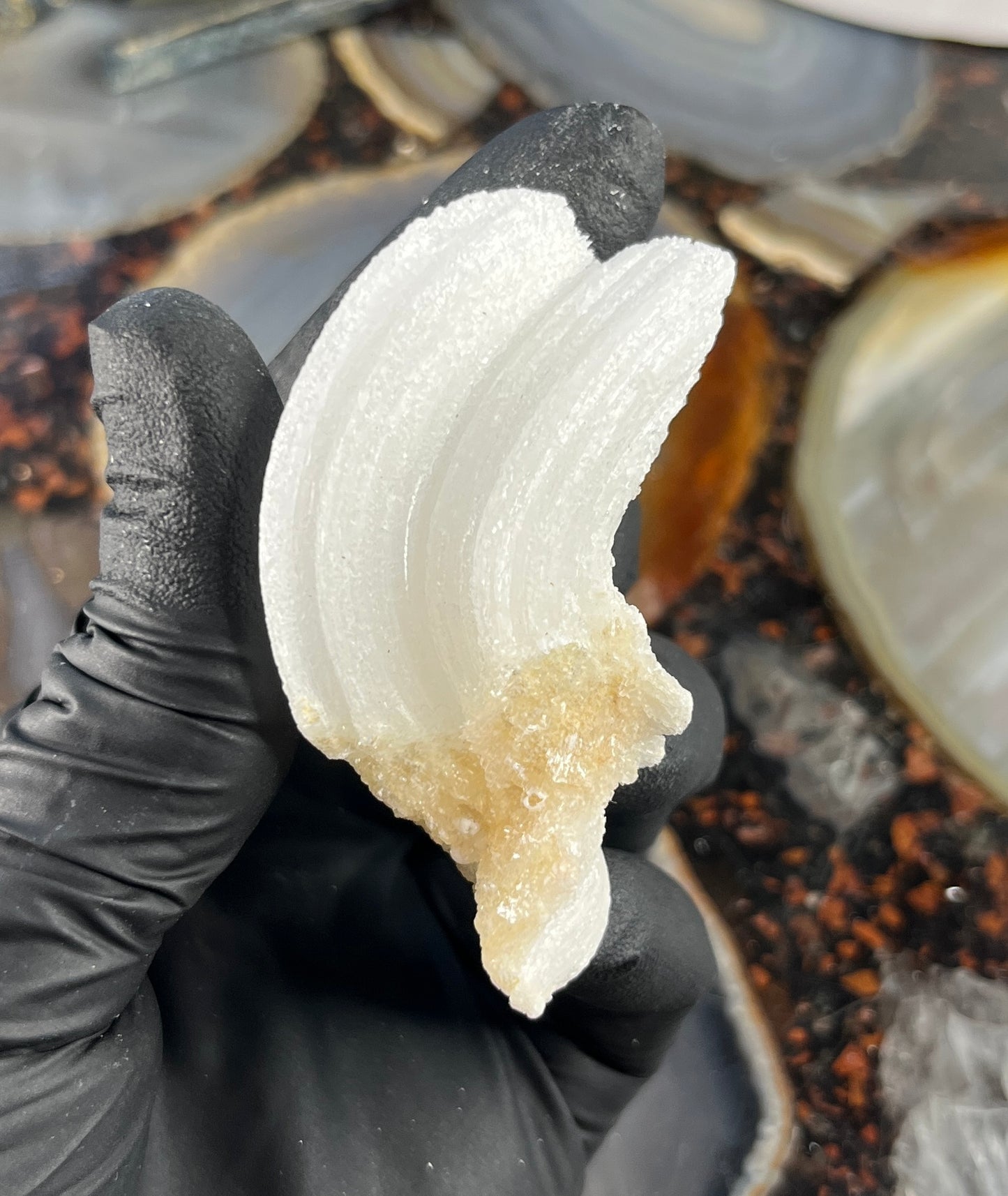 Ram's Horn Selenite Crystal | UV Reactive Mineral | Selenite Specimen for Energy Cleansing & Charging | Ulta Violet Crystal