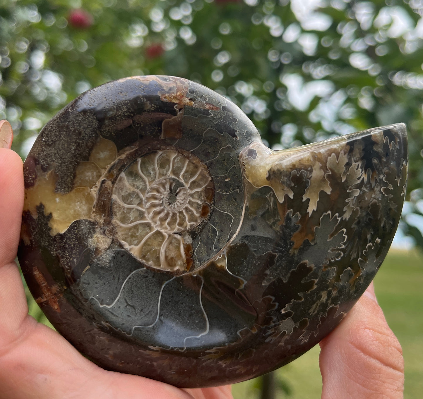 Agatized Ammonite Fossil