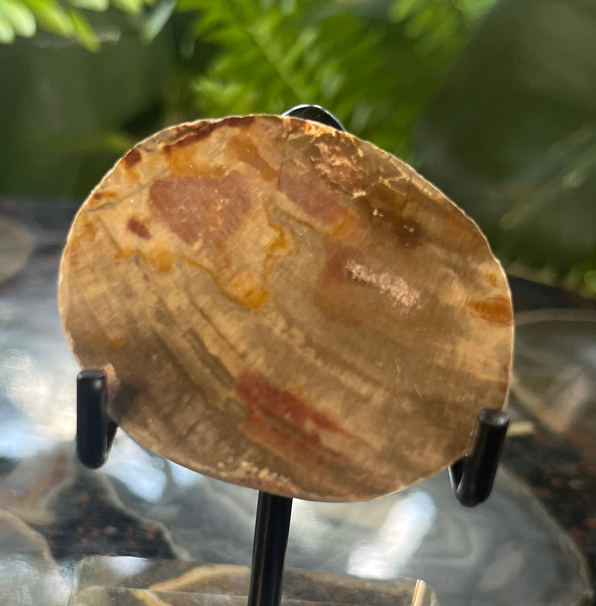 Polished Petrified Wood Slice, Fossilized Wood Slab, Natural Crystal Decor
