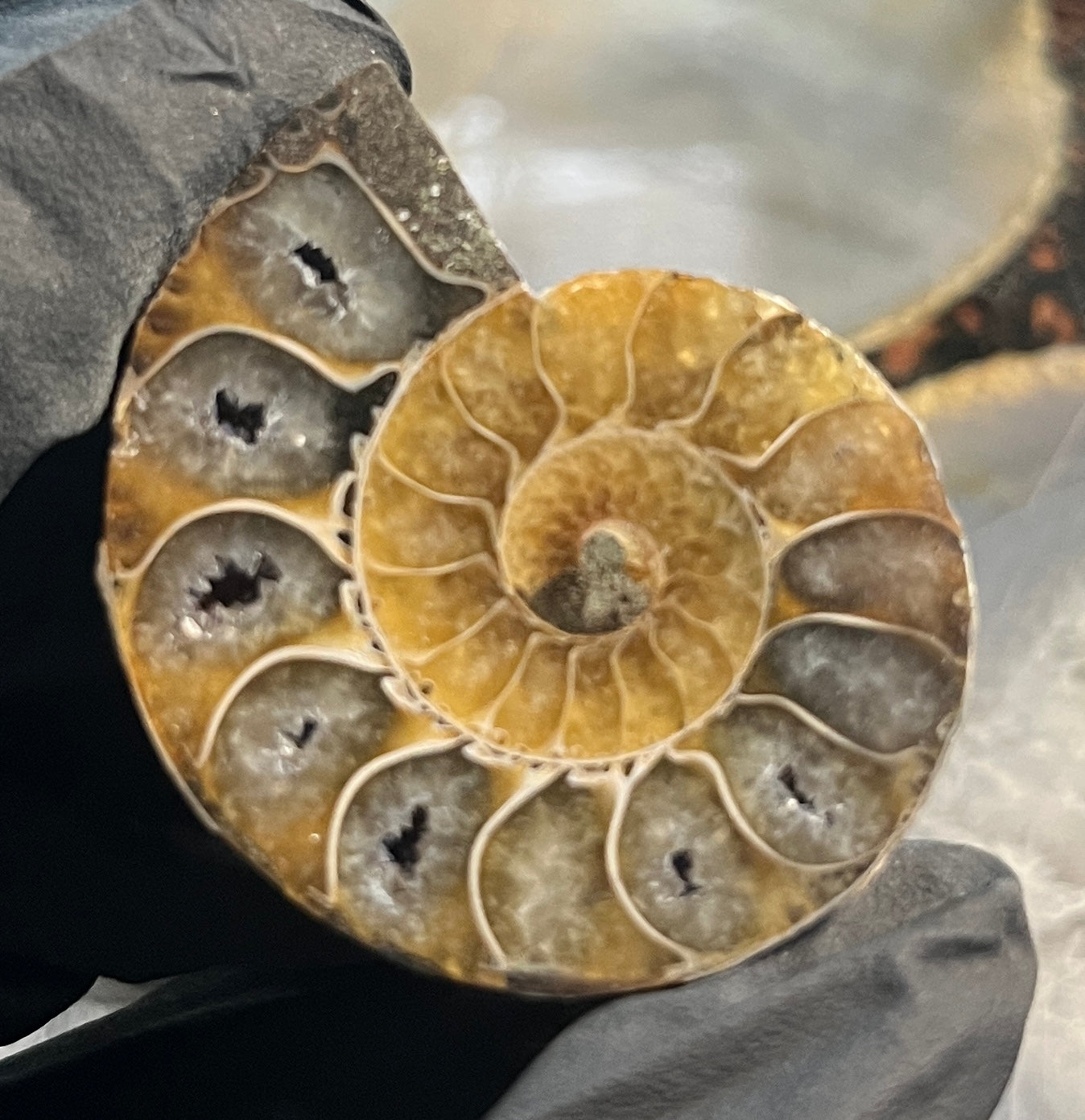 Matched Ammonite Fossil Pair | Cut & Polished Cleoniceras | Symmetry Set
