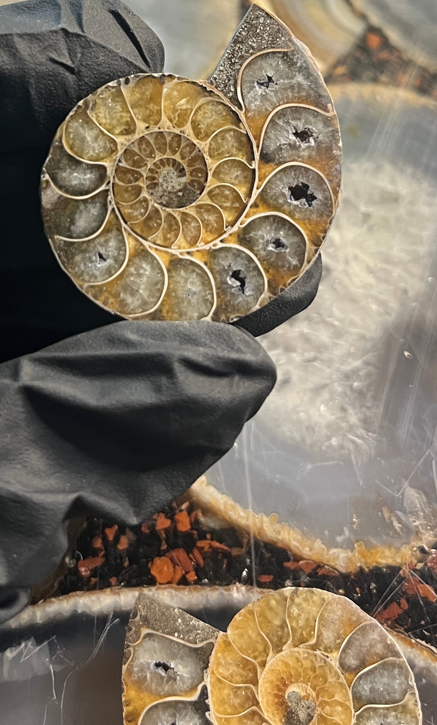 Matched Ammonite Fossil Pair | Cut & Polished Cleoniceras | Symmetry Set