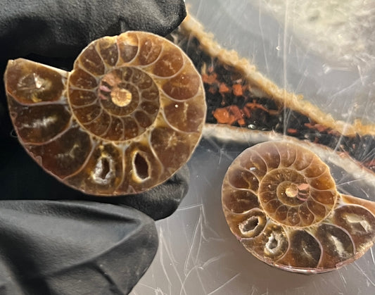 Matched Ammonite Fossil Pair | Cut & Polished Cleoniceras | Symmetry Set