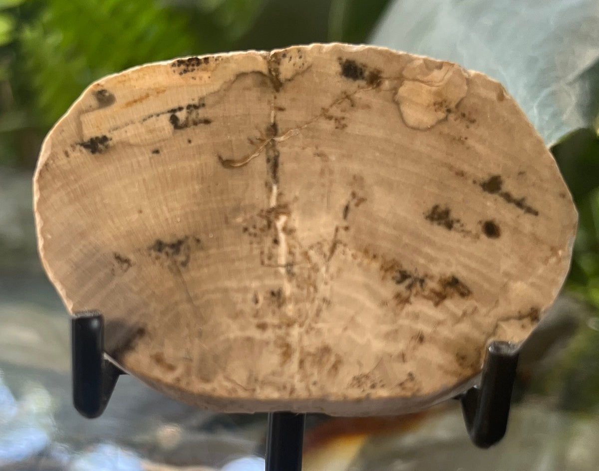 Polished Petrified Wood Slice, Fossilized Wood Slab, Natural Crystal Decor