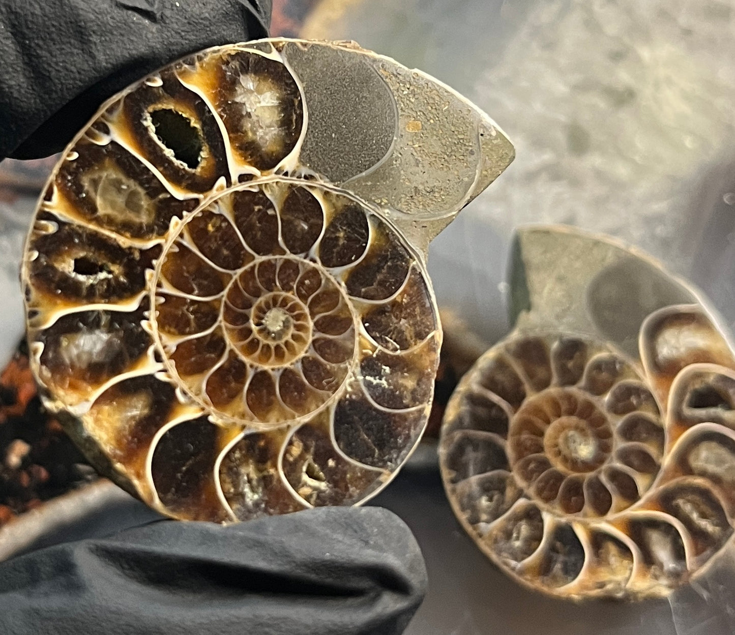 Matched Ammonite Fossil Pair | Cut & Polished Cleoniceras | Symmetry Set