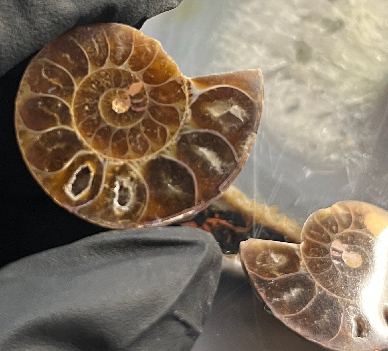 Matched Ammonite Fossil Pair | Cut & Polished Cleoniceras | Symmetry Set