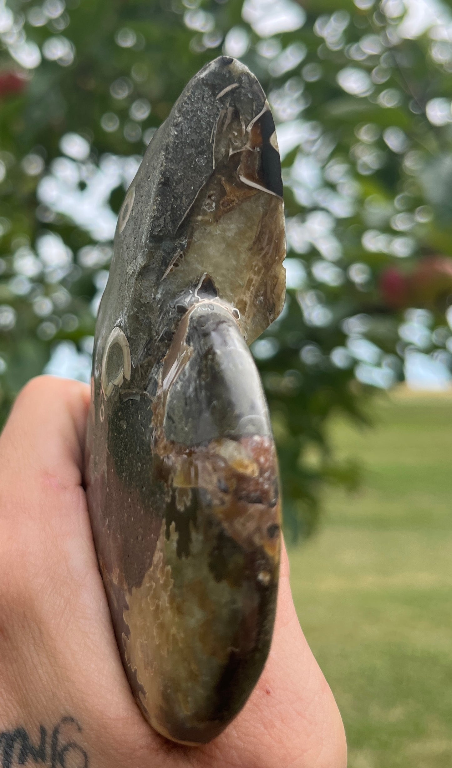 Agatized Ammonite Fossil