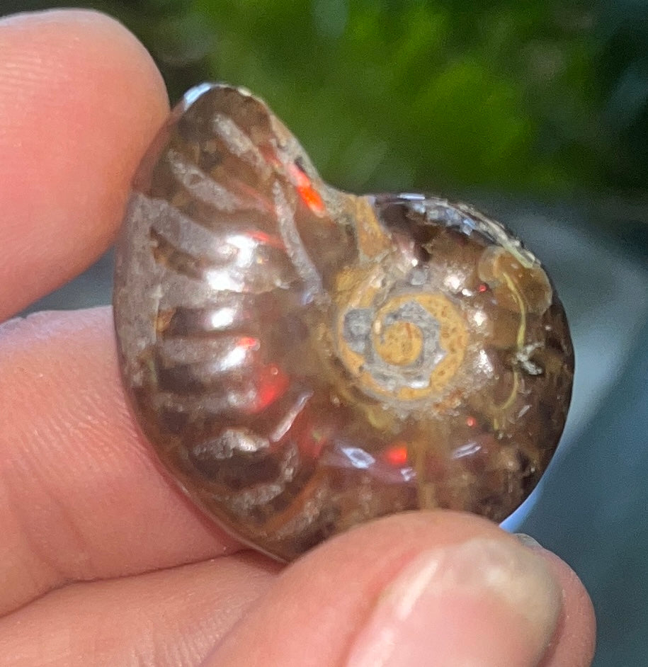 Natural Iridescent Fire Ammonite Fossil - Polished Cleoniceras Shell from