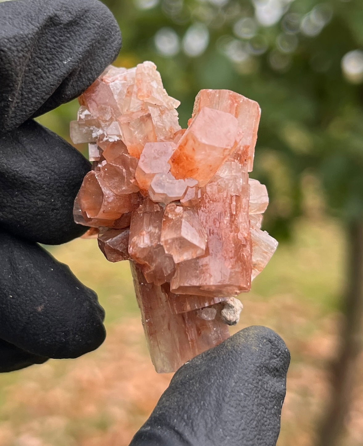 Red Aragonite Star Cluster | Natural Mineral Specimen | Deeply Grounding Crystal