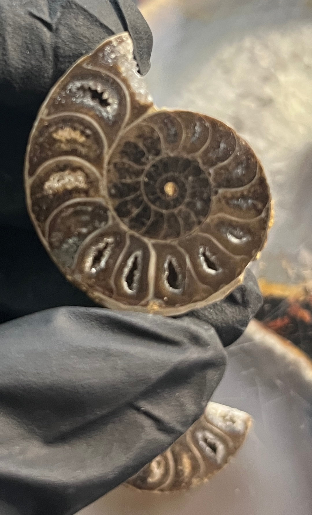 Matched Ammonite Fossil Pair | Cut & Polished Cleoniceras | Symmetry Set