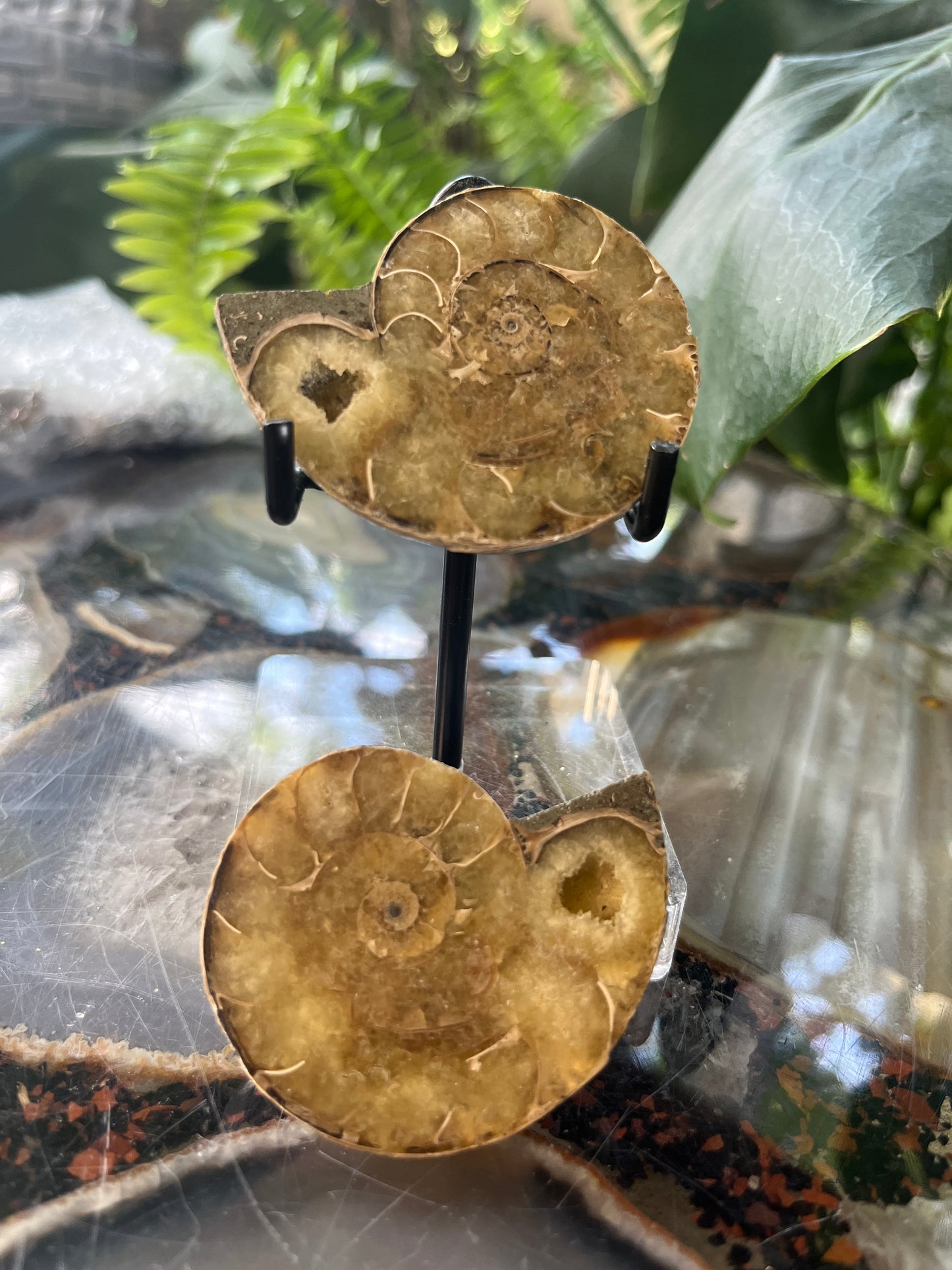 Matched Ammonite Fossil Pair | Cut & Polished Cleoniceras | Symmetry Set