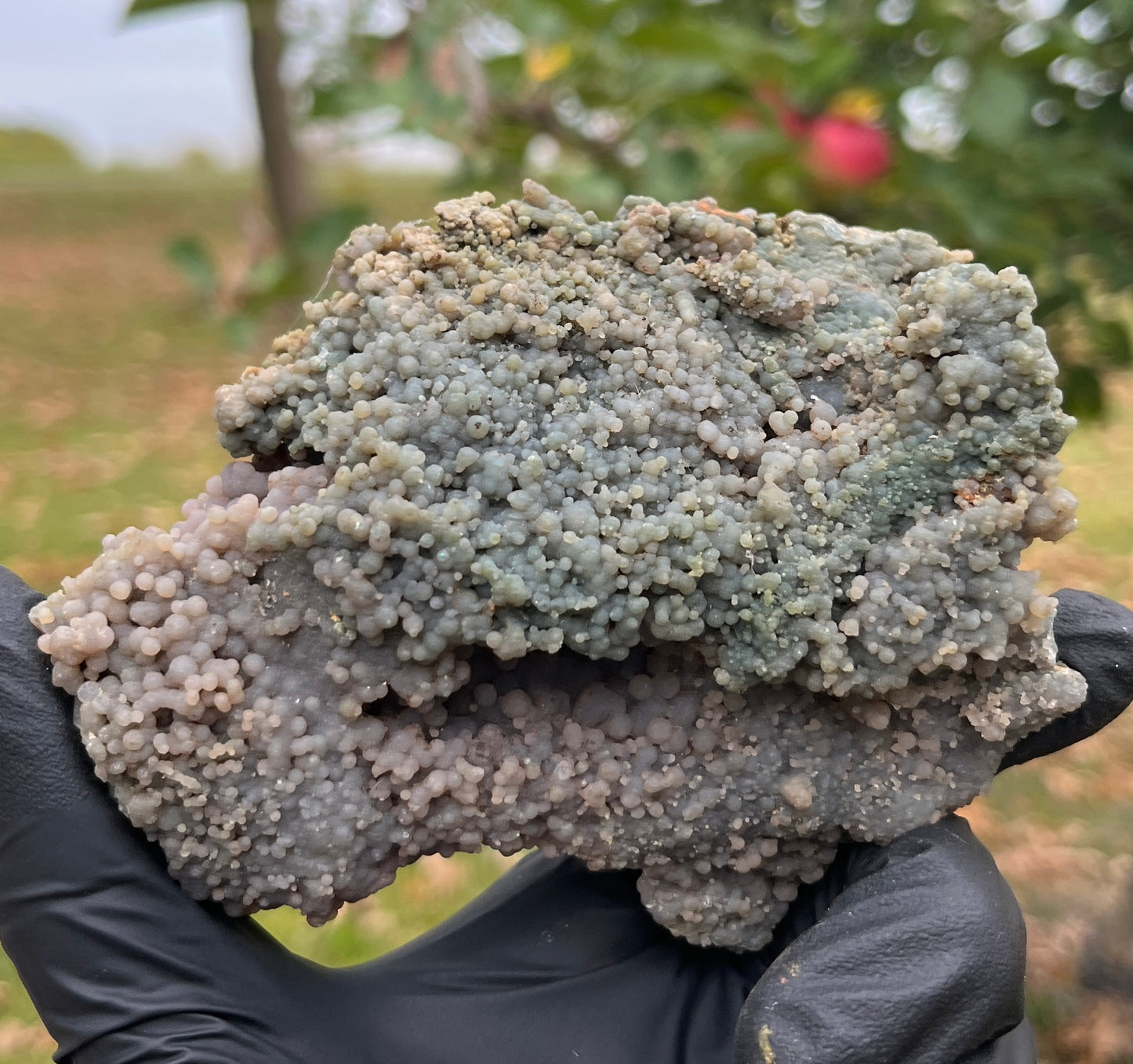 Grape Agate Geode | Botryoidal Chalcedony Crystal Cluster | Raw Mineral Specimen | Home Decor & Collector Piece