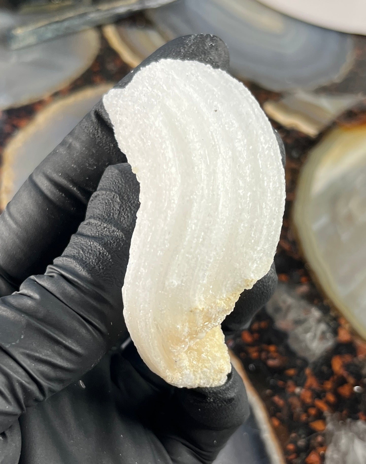 Ram's Horn Selenite Crystal | UV Reactive Mineral | Selenite Specimen for Energy Cleansing & Charging | Ulta Violet Crystal