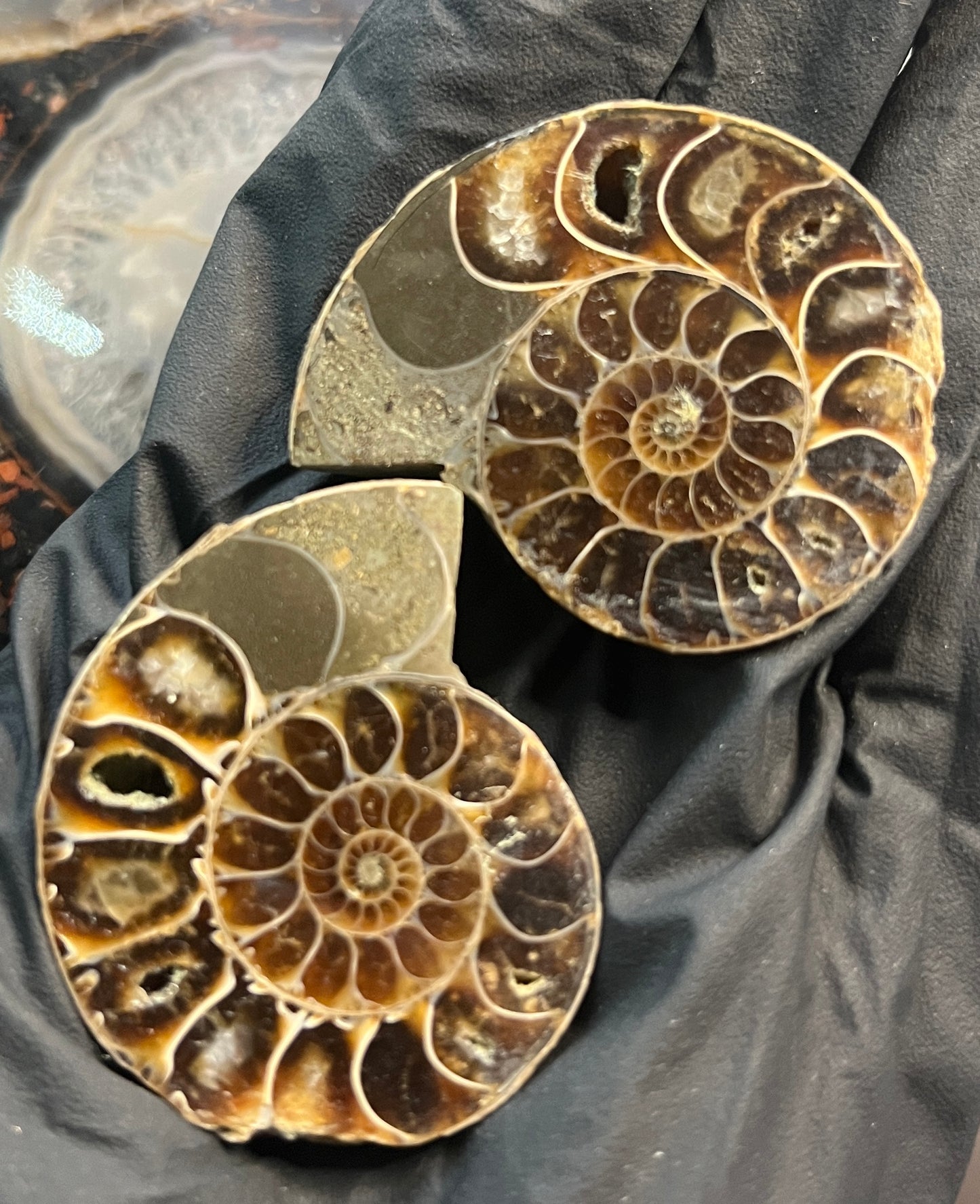 Matched Ammonite Fossil Pair | Cut & Polished Cleoniceras | Symmetry Set