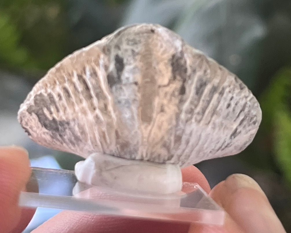 Natural Brachiopod Fossil on Acrylic Base | Real Ancient Sea Life Specimen