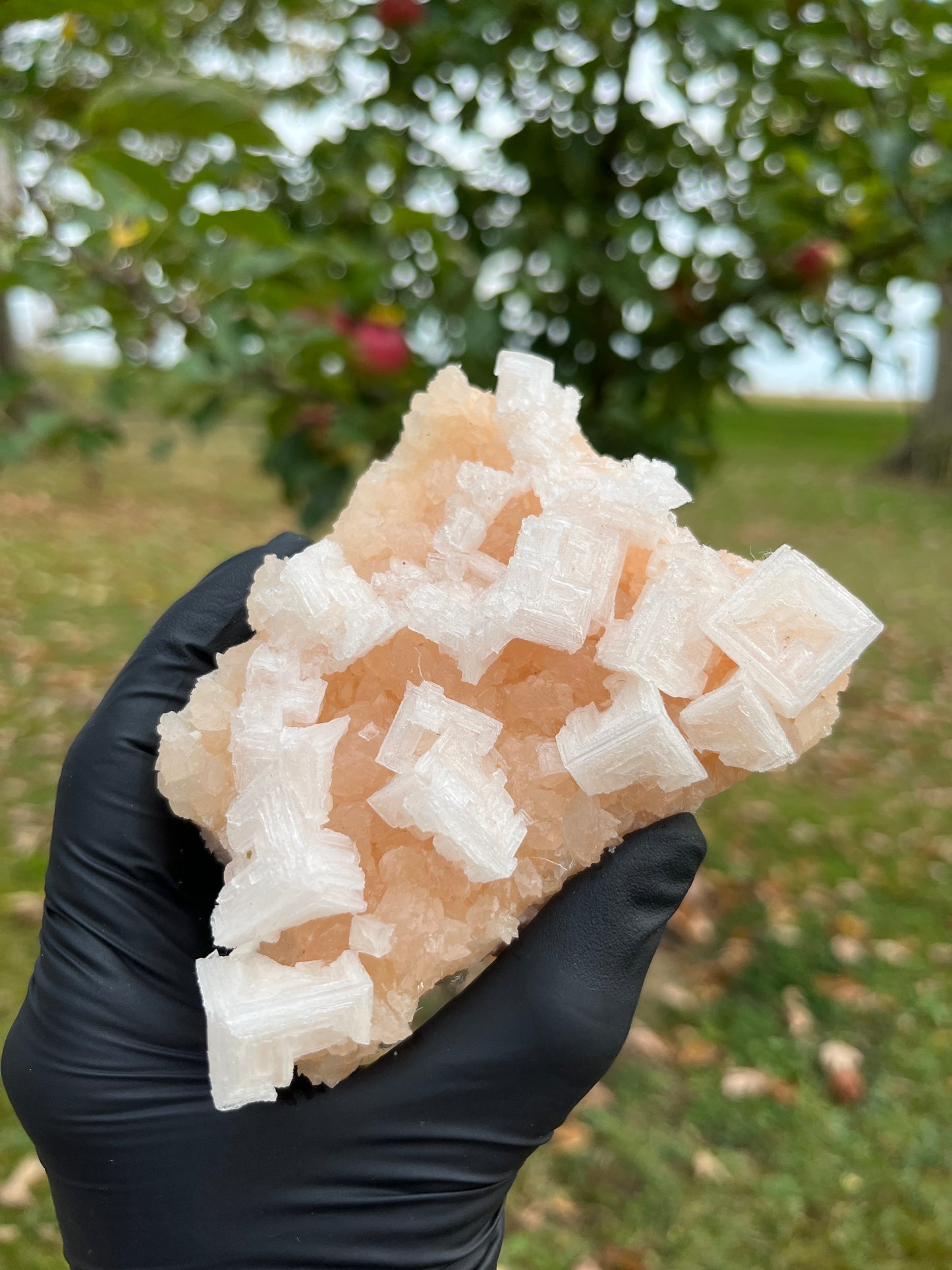 Pink Halite (Salt) Crystal from USA | Natural Salt Crystal Cluster | Cleansing, Purification & High-Vibration Stone
