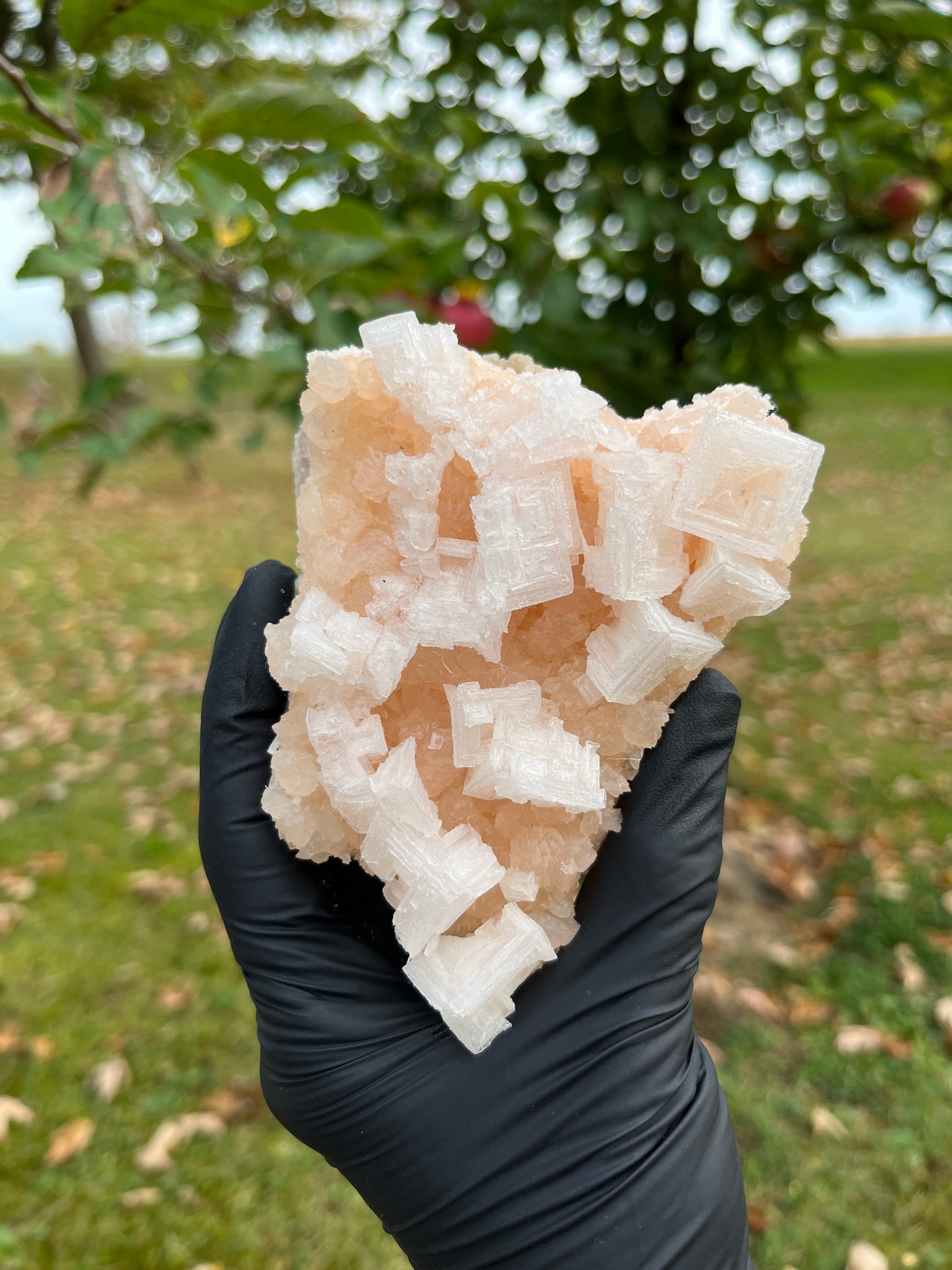 Pink Halite (Salt) Crystal from USA | Natural Salt Crystal Cluster | Cleansing, Purification & High-Vibration Stone